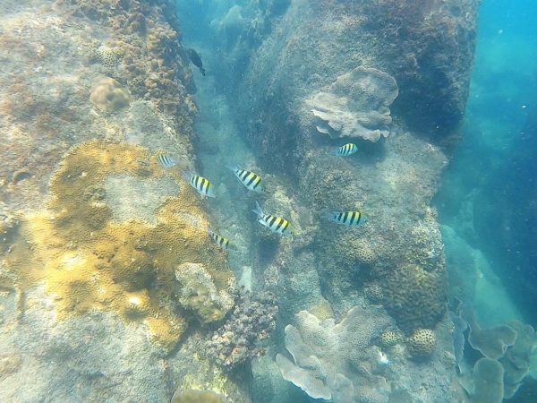 サムイ島でみるシマシマ熱帯魚